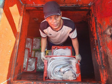 Tàu ngư dân liên tiếp trúng đậm hàng tấn cá hố, thu về tiền tỷ