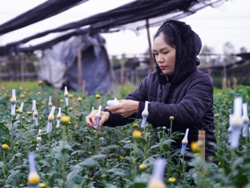 Người dân Hà Nội co ro xuống vườn chăm hoa Tết giữa giá rét 10 độ C