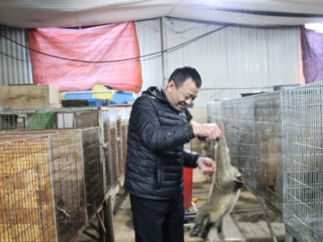 Tin tức - Ở xã này của Lạng Sơn có người nuôi con đặc sản "tiền tỷ" ngồi thu lu nhìn ra "đòi ăn hoa quả", hễ nói bán là hết sạch