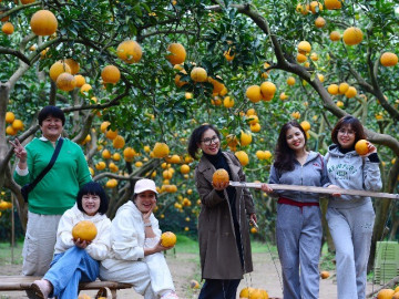 Người Thủ đô rộn ràng vừa mua vừa check-in bưởi Diễn trước thềm Tết Bính Ngọ