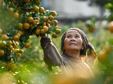 Mưa rét phủ làng quất Tứ Liên, người Hà Nội vẫn hào hứng "săn" quất