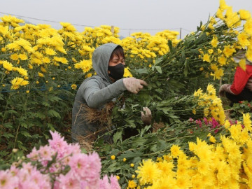 Mỏi tay chốt đơn ở vựa hoa lớn nhất Quảng Ninh, nông dân thu hơn nửa tỷ đồng