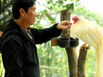 Tin tức - Người đàn ông U60 và bộ sưu tập những giống gà "nhất thế giới"
