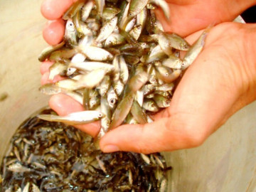 Loại cá có tên độc lạ, xưa dành cho người nghèo, giờ thành đặc sản được người thành phố săn lùng, 400.000 đồng/kg