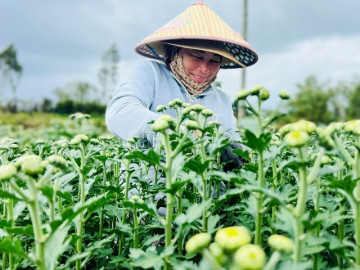 Tin tức - Làng hoa Đà Nẵng hồi sinh sau lũ lịch sử, rực rỡ sắc xuân