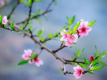 Tin tức - Vì sao nói năm Ất Tỵ đón Lập xuân tới hai lần?