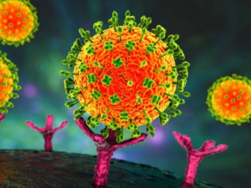 Sức khỏe - Bộ Y tế yêu cầu khoanh vùng, xử lý triệt để nếu xuất hiện ca bệnh do virus Nipah