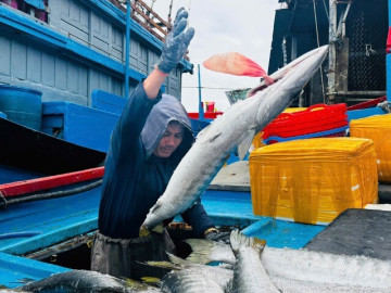 Khoang đầy cá, túi rủng rỉnh tiền, ngư dân Quảng Ngãi rộn ràng đón Tết