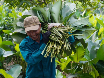 Làng nghề lá dong Tràng Cát vào vụ Tết, người dân tất bật "hái lá đếm tiền"