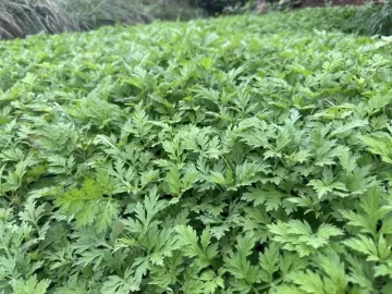 Sức khỏe - Loại rau được coi “thảo dược trường sinh của phụ nữ” có nhiều ở nước ta, chị em làm ngay món ngon này để thêm trẻ đẹp