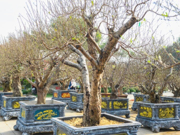 Đào "khủng" xuống phố, có gốc giá thuê đến cả trăm triệu đồng