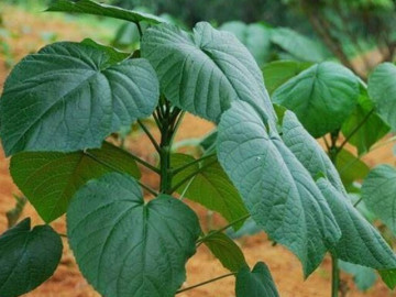 Cây dại mọc bờ bụi có tên vô cùng lạ, nay được ưa chuộng vì hương vị đặc biệt, ít ai được thưởng thức