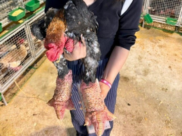 Tin tức - Hàng tuyển "gà tiến vua" ở Hưng Yên đắt khách