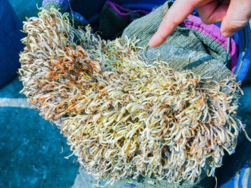 Tin tức - Hải Phòng tiêu hủy hơn 5 tấn giá đỗ ngâm hóa chất, để 1 tháng vẫn tươi