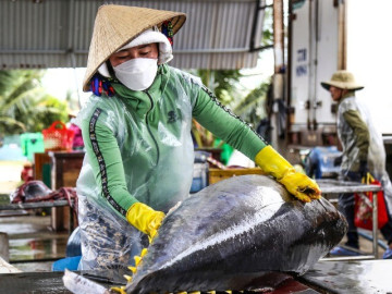 Chuyến biển mở hàng năm mới, tàu câu cá ngừ đại dương của ngư dân Gia Lai cập bến đầy khoang