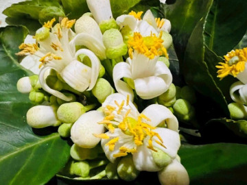 Sức khỏe - Hoa bưởi: Những lợi ích sức khỏe ít người biết