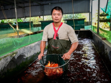 Người dân "thủ phủ" nuôi cá chép đỏ ở Ninh Bình thu hàng trăm triệu đồng mỗi vụ