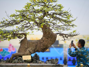 Chiêm ngưỡng hàng trăm gốc mai vàng Yên Tử giá trị tiền tỷ tại Quảng Ninh