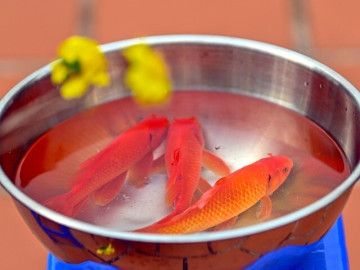 Cúng ông Công ông Táo có bắt buộc phải thả cá chép? Nhiều gia đình hiểu chưa đúng về phong tục này