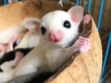 7 dòng sóc bay Úc đẹp nhất thế giới, thích hợp làm thú cưng trong không gian nhỏ 