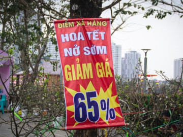 Thời tiết "ép" đào nở sớm, nhà vườn xả hàng gỡ vốn như chiều 30 Tết