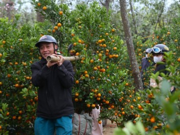 Ngược xuôi những chuyến xe chở hoa, cây cảnh Tết