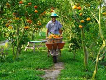 CLIP: Nhà vườn tất bật thu hoạch quýt hồng Lai Vung ngày cuối để đón Tết
