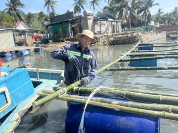 “Thủ phủ tôm hùm" hồi sinh mạnh mẽ sau bão