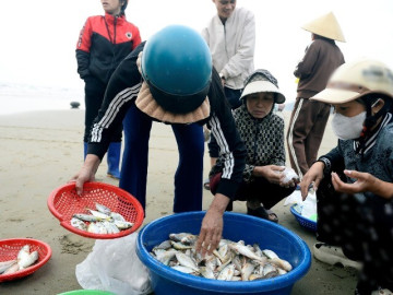Loài cá thân mềm giá tới 1 triệu đồng/kg "cháy hàng"