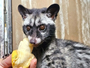 Con vật gì mắt tròn xoe, ham ăn cá, chuối chín đang giúp nông dân Nghệ An "cất tiền tỷ"?