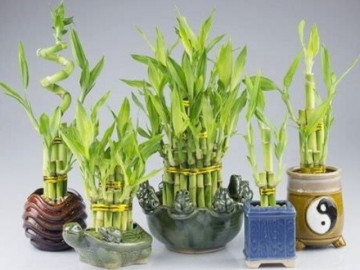 Ngày vía Thần tài 2026 nên mua gì để cầu tài lộc đầy nhà và may mắn cả năm?