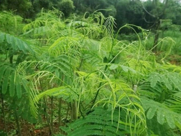 Cây dại “bốc mùi” được ví như “lộc trời”, là món ngon nổi tiếng với hương vị lạ, dân thành phố ưa chuộng