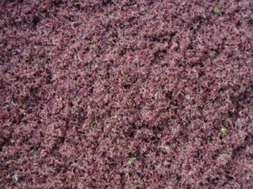 Lộc trời mọc trên đá có tên rất lạ, xưa không ai ngó ngàng nay thành đặc sản nổi tiếng, dân thành phố săn lùng