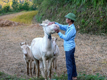 Nuôi ngựa bạch 4 tháng bán 30 triệu đồng/con, lão nông xứ Lạng đổi đời