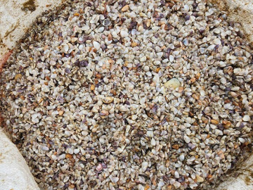 Ốc tép dạt trắng bờ biển, người dân bắt được cả tấn