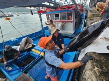 Trúng loại cá to, kích thước lớn, ngư dân Khánh Hòa vừa đem vào bờ đã bán hết ngay