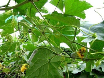 Loại lá xưa không ai ăn, giờ thành món ngon được chị em nội trợ săn lùng, muốn mua cũng khó