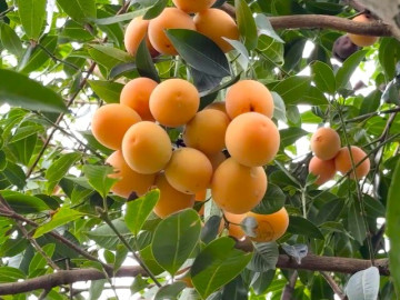 Từ cây dại, thanh trà ở Vĩnh Long thành đặc sản