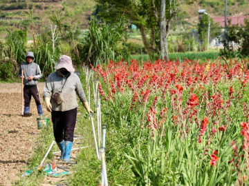 Nông dân 'nuốt nước mắt' cắt bỏ cả cánh đồng hoa lay ơn đang rực nở