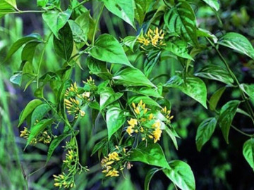 Lifestyle - Loại lá xưa không ai dám ăn, nay thành món đặc sản nổi tiếng ở Lai Châu, du khách thích mê vì hương vị lạ lẫm