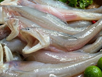 Sức khỏe - 8 lợi ích sức khỏe bất ngờ của cá khoai