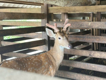 Vào vụ cưa sừng hươu, nông dân Hà Tĩnh thu về hơn 200 tỷ đồng