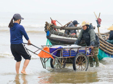 4h sáng ra biển, 8h thuyền vào bờ đầy ắp sứa tươi ngon