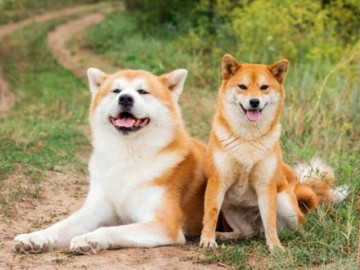 6 giống chó siêu dễ thương, phù hợp với người hướng nội thích nuôi thú cưng mà sợ ồn ào