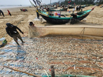 Ngư dân trúng đậm cá trích, thu tiền triệu mỗi chuyến biển