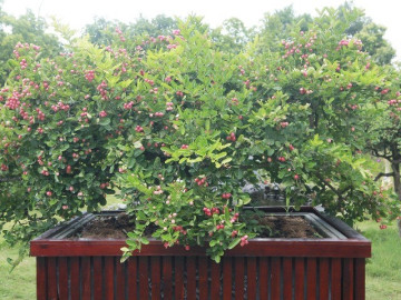 Cây ăn quả quen thuộc lên chậu thành siêu phẩm bonsai, đắt khách vì mang lại tài lộc, có cây giá 7 tỷ đồng