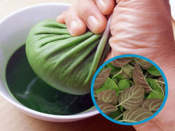 Nước lá mơ có tác dụng gì?