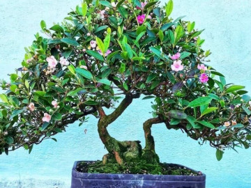 Cây dại mọc bờ bụi ở quê nay "hô biến" thành siêu phẩm bonsai đẹp lạ, mang ý nghĩa phong thuỷ với giá chục triệu đồng