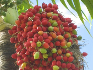 Lifestyle - Loại quả xưa rụng đầy không ai ăn, nay làm thành đặc sản có hương vị lạ, chị em đua nhau săn lùng