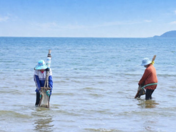 "Đi giật lùi" ở biển Cửa Lò, đổi sức kiếm từng mẻ ngao mưu sinh